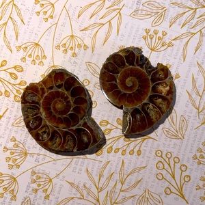 2 Ammonite Specimens!